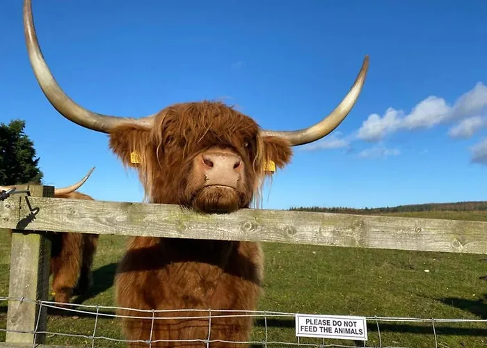 Glampods Glamping Pod - Meet Highland Cows And Sheep Elgin