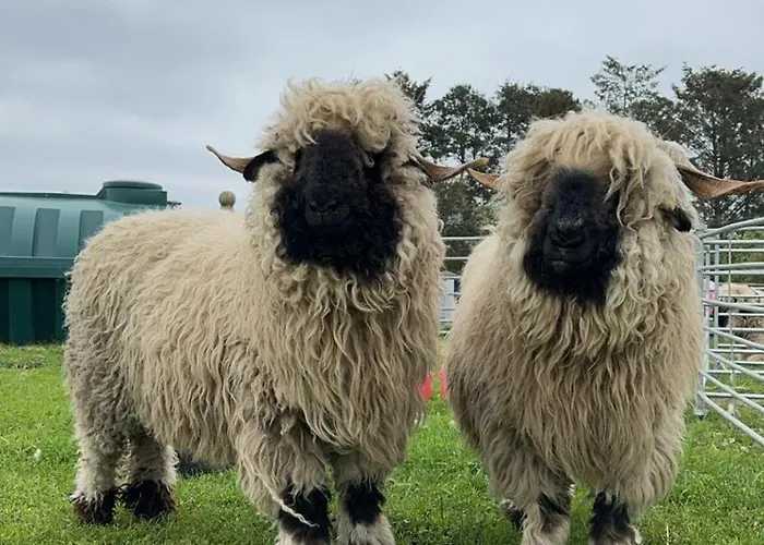 Glampods Glamping Pod - Meet Highland Cows And Sheep Elgin