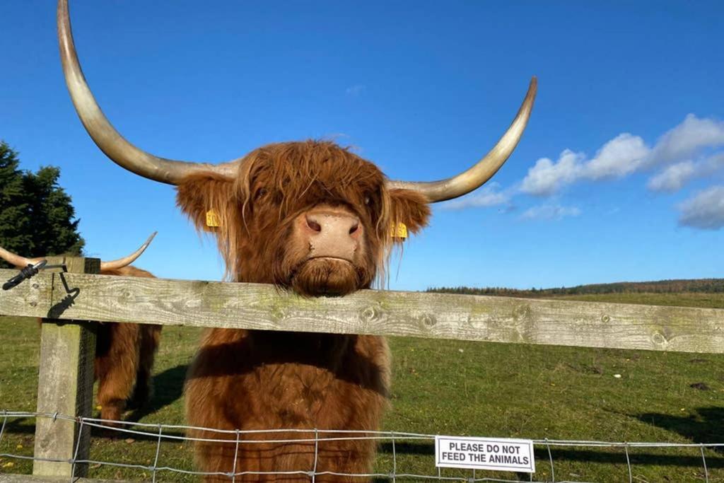 Holiday home Glampods Glamping Pod - Meet Highland Cows And Sheep *