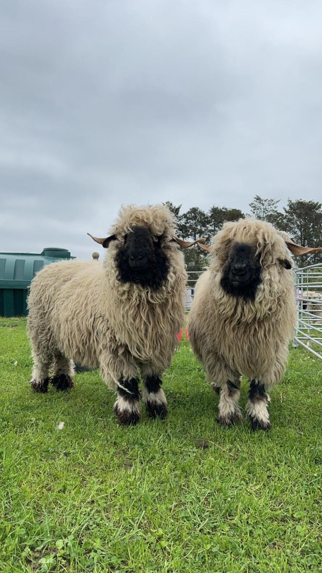 Glampods Glamping Pod - Meet Highland Cows And Sheep *